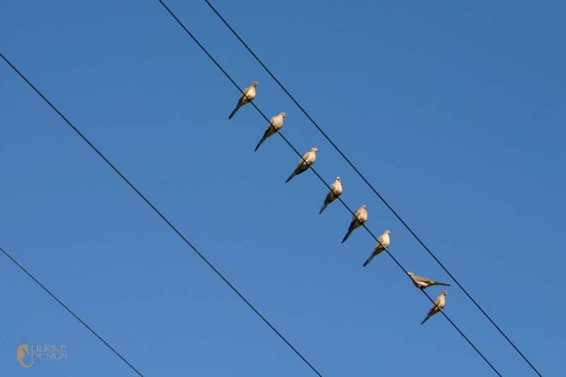 Mourning Doves on a wire.