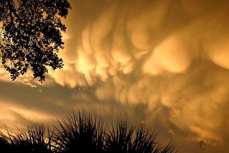 Mammalian clouds, a very rare occurrence.