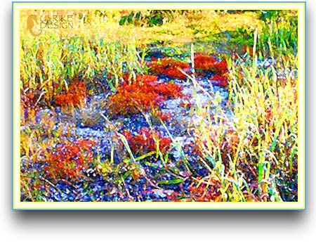Digital image of Florida dune plants in the winter.