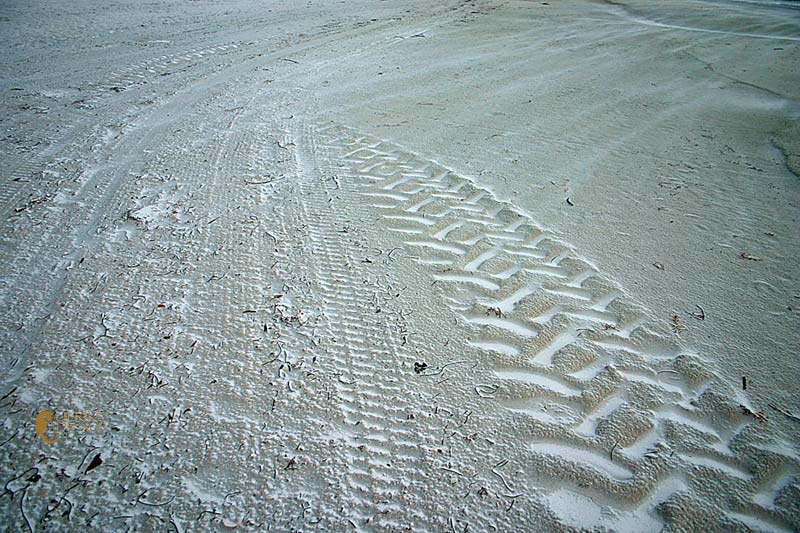 White sugar sand enhances the spoor that a dune buggy left.