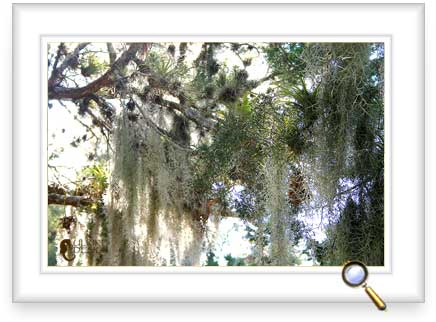Spanish moss and other tillandsias in a cedar tree.