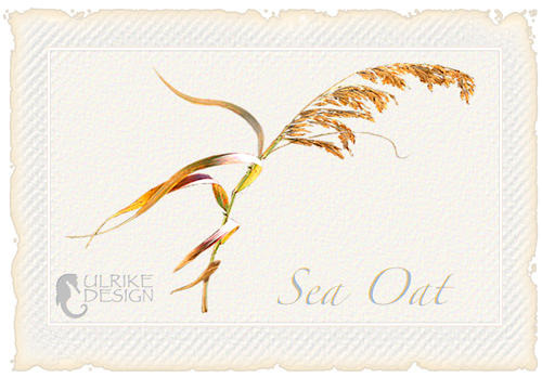 sea oat