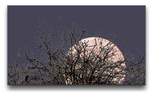 Naked tree branches outlined by a peach moon.