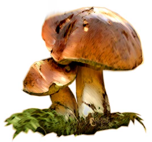Two Boletus mushrooms
