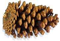 Pine cone